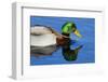 USA, Wa, Jaunita Bay Wetlands, Mallard Duck, Male-Jamie & Judy Wild-Framed Photographic Print