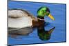 USA, Wa, Jaunita Bay Wetlands, Mallard Duck, Male-Jamie & Judy Wild-Mounted Photographic Print