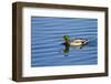 USA, Wa, Jaunita Bay Wetlands, Mallard Duck, Male-Jamie & Judy Wild-Framed Photographic Print