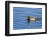 USA, Wa, Jaunita Bay Wetlands, Mallard Duck, Male-Jamie & Judy Wild-Framed Photographic Print