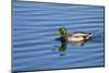 USA, Wa, Jaunita Bay Wetlands, Mallard Duck, Male-Jamie & Judy Wild-Mounted Photographic Print