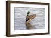 USA, Wa, Jaunita Bay Wetlands, Mallard Duck, Male-Jamie & Judy Wild-Framed Photographic Print