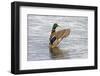 USA, Wa, Jaunita Bay Wetlands, Mallard Duck, Male-Jamie & Judy Wild-Framed Photographic Print