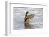 USA, Wa, Jaunita Bay Wetlands, Mallard Duck, Male-Jamie & Judy Wild-Framed Photographic Print