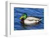 USA, Wa, Jaunita Bay Wetlands, Mallard Duck, Male-Jamie & Judy Wild-Framed Photographic Print