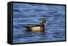 USA, Wa, Jaunita Bay Wetlands, Wood Duck, Male, Breeding Plumage-Jamie & Judy Wild-Framed Stretched Canvas