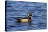 USA, Wa, Jaunita Bay Wetlands, Wood Duck, Male, Breeding Plumage-Jamie & Judy Wild-Stretched Canvas