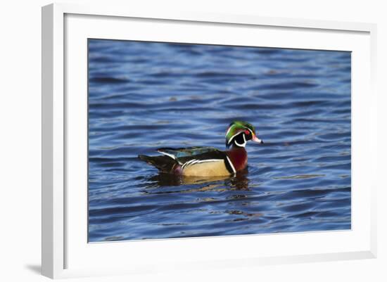 USA, Wa, Jaunita Bay Wetlands, Wood Duck, Male, Breeding Plumage-Jamie & Judy Wild-Framed Photographic Print