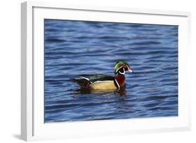 USA, Wa, Jaunita Bay Wetlands, Wood Duck, Male, Breeding Plumage-Jamie & Judy Wild-Framed Photographic Print