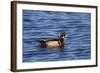 USA, Wa, Jaunita Bay Wetlands, Wood Duck, Male, Breeding Plumage-Jamie & Judy Wild-Framed Photographic Print
