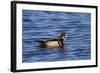 USA, Wa, Jaunita Bay Wetlands, Wood Duck, Male, Breeding Plumage-Jamie & Judy Wild-Framed Photographic Print
