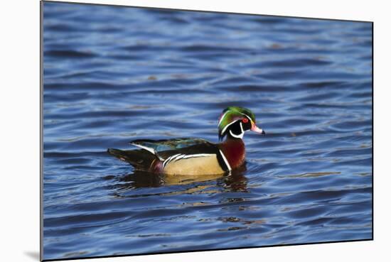 USA, Wa, Jaunita Bay Wetlands, Wood Duck, Male, Breeding Plumage-Jamie & Judy Wild-Mounted Photographic Print