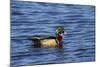 USA, Wa, Jaunita Bay Wetlands, Wood Duck, Male, Breeding Plumage-Jamie & Judy Wild-Mounted Photographic Print