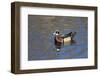 USA, Wa, Jaunita Bay Wetlands, Wood Duck, Male, Breeding Plumage-Jamie & Judy Wild-Framed Photographic Print