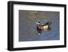 USA, Wa, Jaunita Bay Wetlands, Wood Duck, Male, Breeding Plumage-Jamie & Judy Wild-Framed Photographic Print