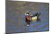 USA, Wa, Jaunita Bay Wetlands, Wood Duck, Male, Breeding Plumage-Jamie & Judy Wild-Mounted Photographic Print