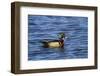 USA, Wa, Jaunita Bay Wetlands, Wood Duck, Male, Breeding Plumage-Jamie & Judy Wild-Framed Photographic Print