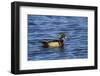 USA, Wa, Jaunita Bay Wetlands, Wood Duck, Male, Breeding Plumage-Jamie & Judy Wild-Framed Photographic Print