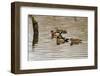 USA, Wa, Jaunita Bay Wetlands, Wood Ducks, Male and Female-Jamie & Judy Wild-Framed Photographic Print