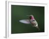 USA, WA. Male Anna's Hummingbird (Calypte anna) displays its gorget while hovering in flight.-Gary Luhm-Framed Photographic Print