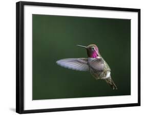 USA, WA. Male Anna's Hummingbird (Calypte anna) displays its gorget while hovering in flight.-Gary Luhm-Framed Photographic Print