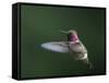 USA, WA. Male Anna's Hummingbird (Calypte anna) displays its gorget while hovering in flight.-Gary Luhm-Framed Stretched Canvas