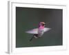 USA, WA. Male Anna's Hummingbird (Calypte anna) displays its gorget while hovering in flight.-Gary Luhm-Framed Photographic Print