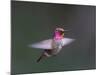 USA, WA. Male Anna's Hummingbird (Calypte anna) displays its gorget while hovering in flight.-Gary Luhm-Mounted Photographic Print