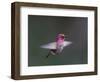 USA, WA. Male Anna's Hummingbird (Calypte anna) displays its gorget while hovering in flight.-Gary Luhm-Framed Photographic Print