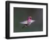 USA, WA. Male Anna's Hummingbird (Calypte anna) displays its gorget while hovering in flight.-Gary Luhm-Framed Photographic Print