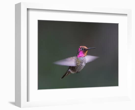 USA, WA. Male Anna's Hummingbird (Calypte anna) displays its gorget while hovering in flight.-Gary Luhm-Framed Photographic Print