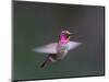 USA, WA. Male Anna's Hummingbird (Calypte anna) displays its gorget while hovering in flight.-Gary Luhm-Mounted Photographic Print