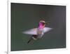 USA, WA. Male Anna's Hummingbird (Calypte anna) displays its gorget while hovering in flight.-Gary Luhm-Framed Photographic Print