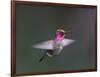 USA, WA. Male Anna's Hummingbird (Calypte anna) displays its gorget while hovering in flight.-Gary Luhm-Framed Photographic Print