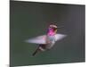 USA, WA. Male Anna's Hummingbird (Calypte anna) displays its gorget while hovering in flight.-Gary Luhm-Mounted Photographic Print