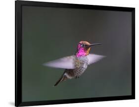 USA, WA. Male Anna's Hummingbird (Calypte anna) displays its gorget while hovering in flight.-Gary Luhm-Framed Photographic Print