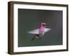 USA, WA. Male Anna's Hummingbird (Calypte anna) displays its gorget while hovering in flight.-Gary Luhm-Framed Premium Photographic Print