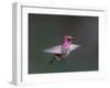 USA, WA. Male Anna's Hummingbird (Calypte anna) displays its gorget while hovering in flight.-Gary Luhm-Framed Premium Photographic Print