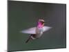 USA, WA. Male Anna's Hummingbird (Calypte anna) displays its gorget while hovering in flight.-Gary Luhm-Mounted Premium Photographic Print