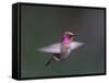 USA, WA. Male Anna's Hummingbird (Calypte anna) displays its gorget while hovering in flight.-Gary Luhm-Framed Stretched Canvas