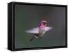 USA, WA. Male Anna's Hummingbird (Calypte anna) displays its gorget while hovering in flight.-Gary Luhm-Framed Stretched Canvas