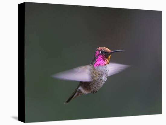 USA, WA. Male Anna's Hummingbird (Calypte anna) displays its gorget while hovering in flight.-Gary Luhm-Stretched Canvas