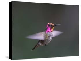 USA, WA. Male Anna's Hummingbird (Calypte anna) displays its gorget while hovering in flight.-Gary Luhm-Stretched Canvas