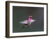 USA, WA. Male Anna's Hummingbird (Calypte anna) displays its gorget while hovering in flight.-Gary Luhm-Framed Photographic Print