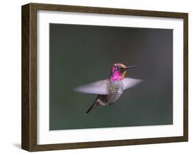 USA, WA. Male Anna's Hummingbird (Calypte anna) displays its gorget while hovering in flight.-Gary Luhm-Framed Photographic Print