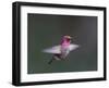 USA, WA. Male Anna's Hummingbird (Calypte anna) displays its gorget while hovering in flight.-Gary Luhm-Framed Photographic Print