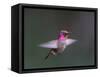 USA, WA. Male Anna's Hummingbird (Calypte anna) displays its gorget while hovering in flight.-Gary Luhm-Framed Stretched Canvas