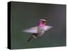 USA, WA. Male Anna's Hummingbird (Calypte anna) displays its gorget while hovering in flight.-Gary Luhm-Stretched Canvas