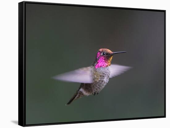 USA, WA. Male Anna's Hummingbird (Calypte anna) displays its gorget while hovering in flight.-Gary Luhm-Framed Stretched Canvas