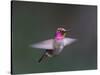 USA, WA. Male Anna's Hummingbird (Calypte anna) displays its gorget while hovering in flight.-Gary Luhm-Stretched Canvas